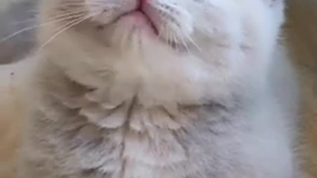 Cute And Funny | Cat Videos | Cats Compilation 19 | Funny Animals 😂