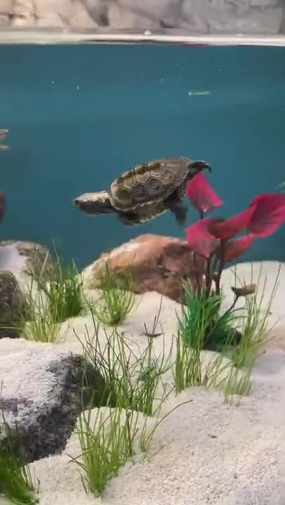 FUNNY AND CUTE ANIMALS