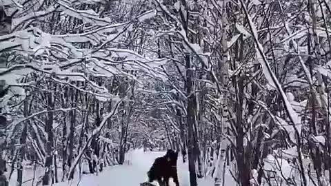 horse and dog play