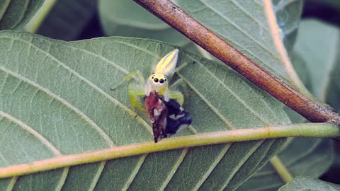 Spider flexes its prey