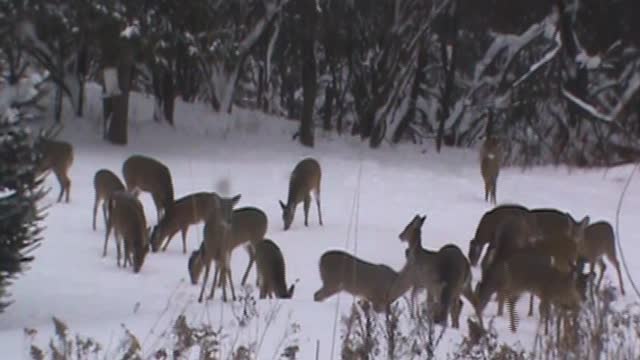 MASSES of Deer at Play.