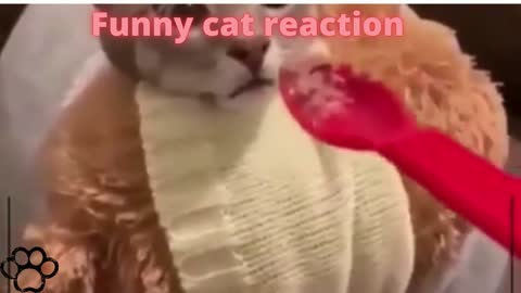 Funny Cats 2022- Funny cat reaction - funny video