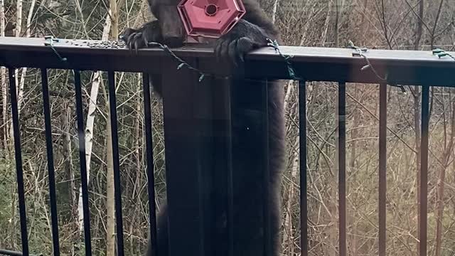 Bears Take Out Bird Feeder