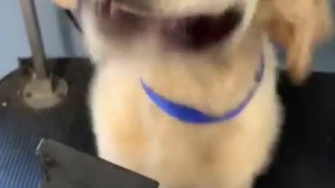 Funny dog | Air blower | 😂