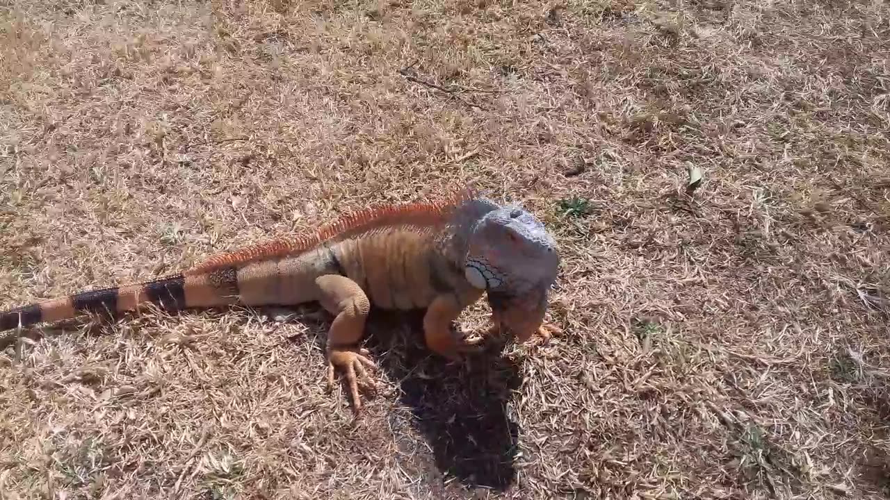 Angry Iguana!