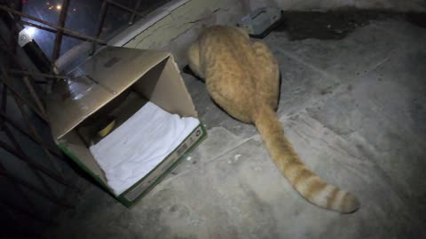 Homeless cat in Ras Al Khaimah, UAE: ED SHEERAN #cat #cats #EdSheeran #emirates #pet #ae #UAE #pets