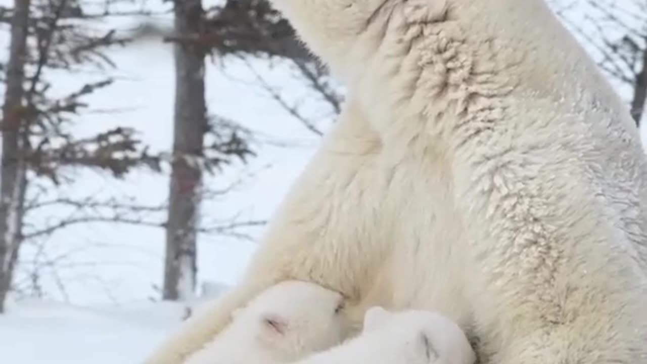 Bear and its baby