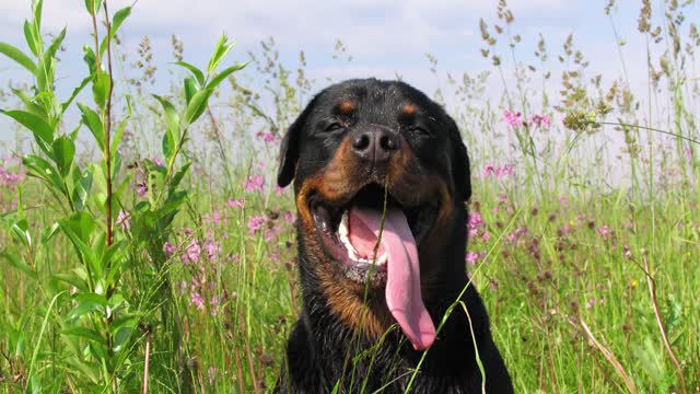 Fun Facts about the Rottweiler Dog ///