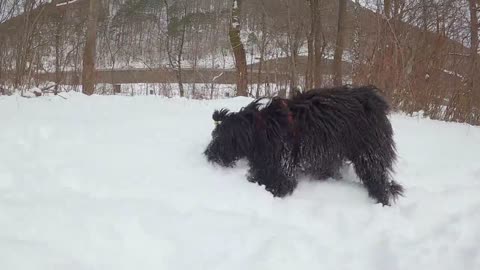 Cute dog 🐶 cute little dog, Cute dog 🐶 playing