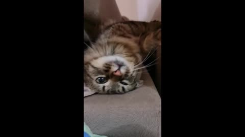 A beautiful funny cat