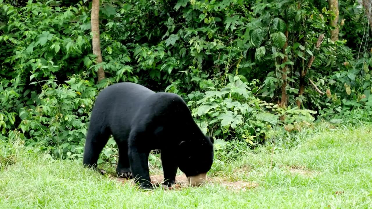 Discover Wildlife: Animals and Nature Video with Names for a Closer Connection