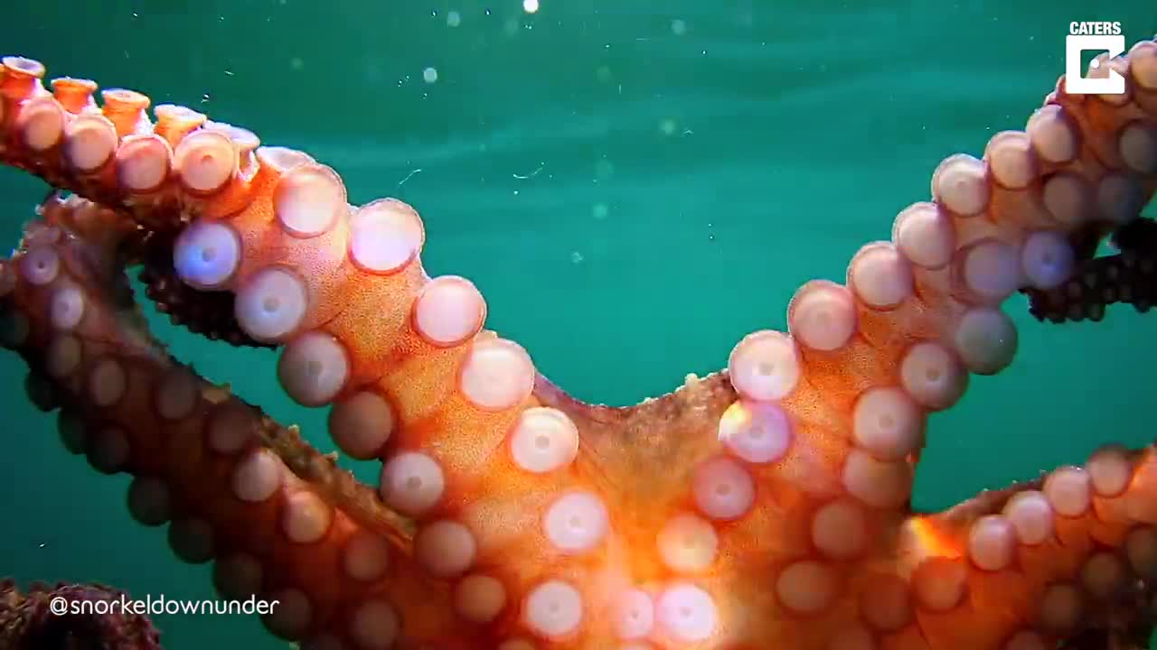 Octopus Gets Stuck Onto Camera Dome