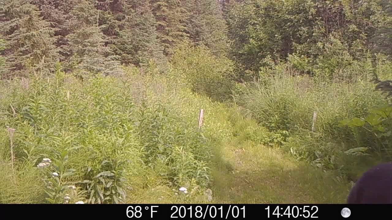 Black Bear on my game camera