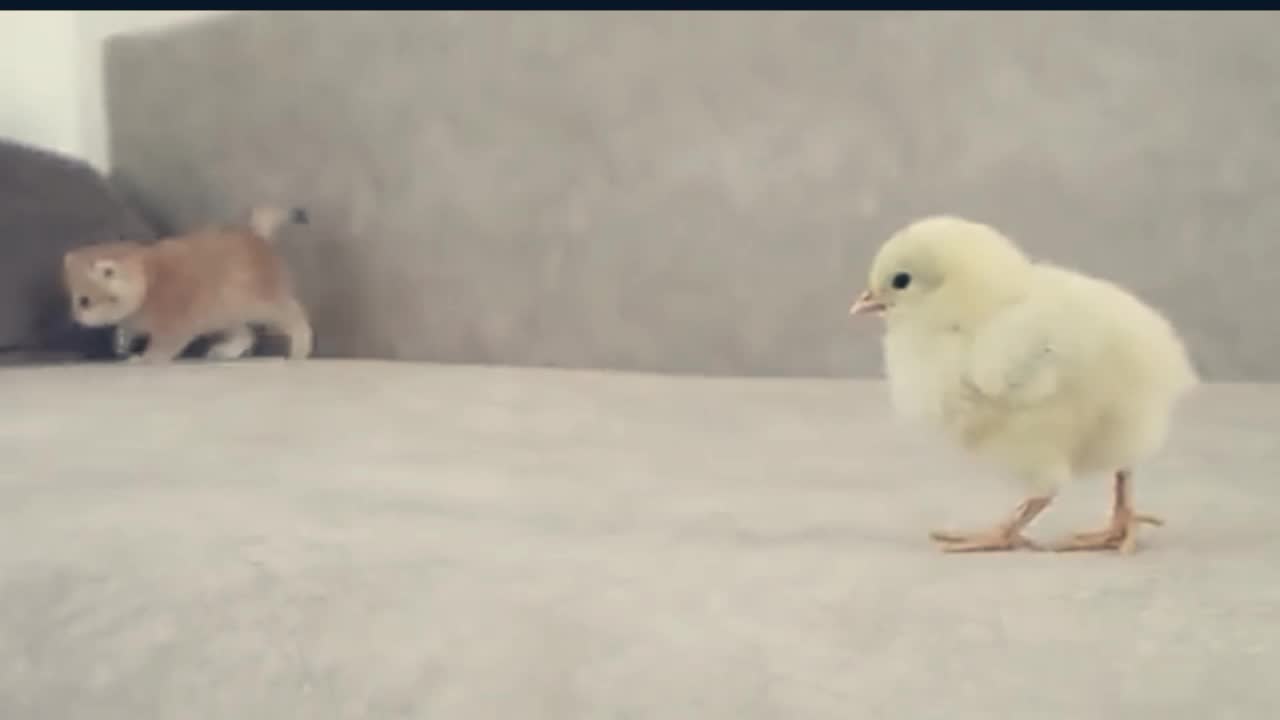 Cute cats playing with yolk