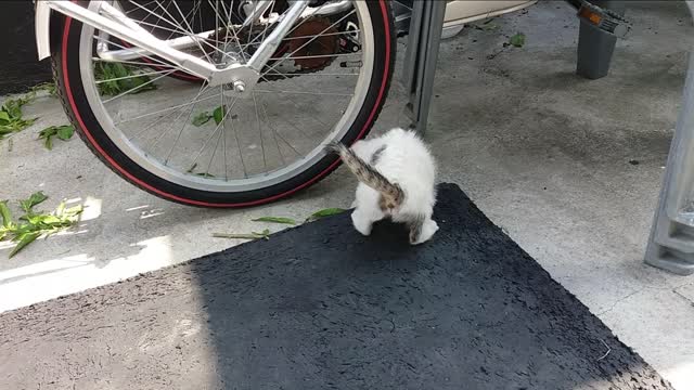 I am a puppy.(35day old cat - part6)