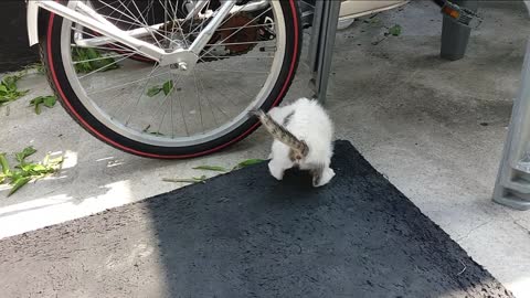 I am a puppy.(35day old cat - part6)