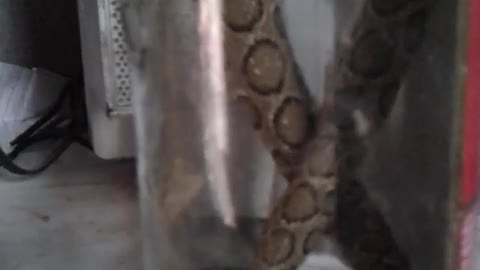 ###Snake and bottle###