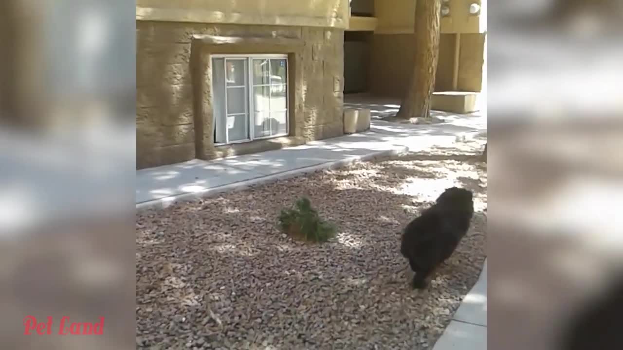 Try Not To Laugh - Funniest Cats And Dogs Videos #4 - Best Funny Animal Videos 2022
