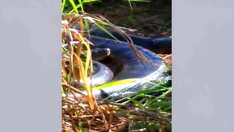 Anaconda Brazil scary
