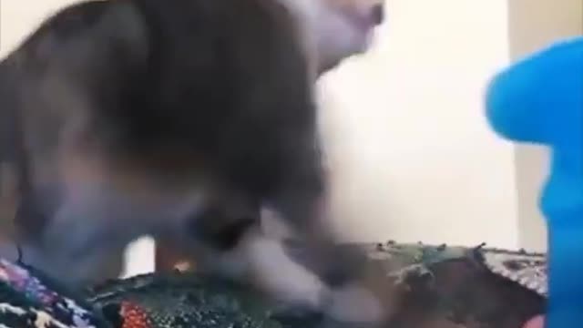 funny cuts Compilation