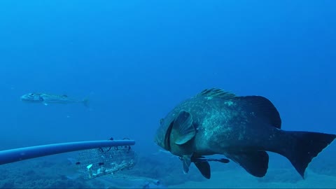 Fish Dive Deep In The Mediterranean Sea Because of Climate Change