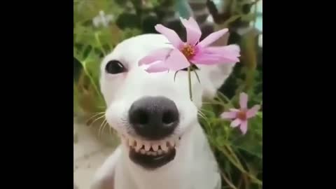 Happy and smiling dog with flower