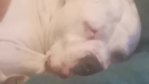 Nora the snoraer dreaming