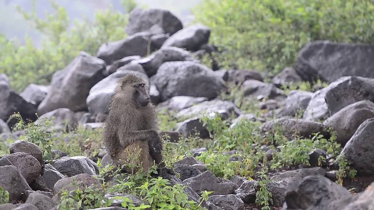 Baboon is catching termites and not just that