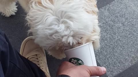 Starbucks doggy