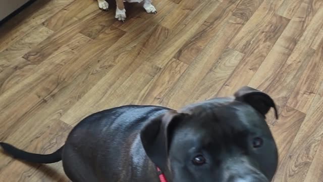 Elliott trying to steal Roscoe's treat!