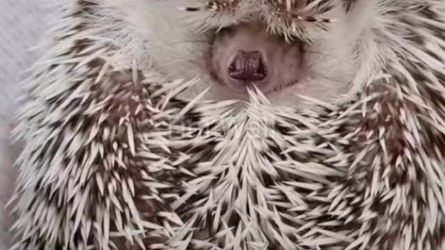 Porcupine