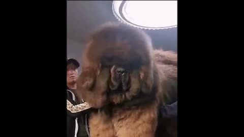 Tibetan Mastiff