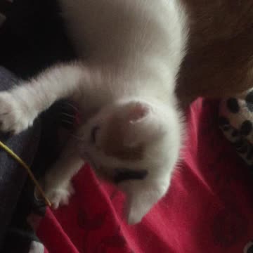Fringes the kitten playtime part 2