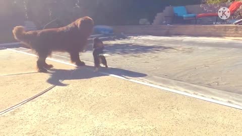 Cavalier uses pool cover to escape from Newfoundland dog
