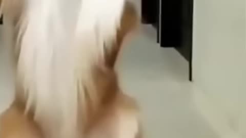 Dog 🐕 funny dancing video 🤣🤣🤣.