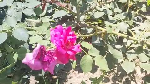 beautiful pink flowers