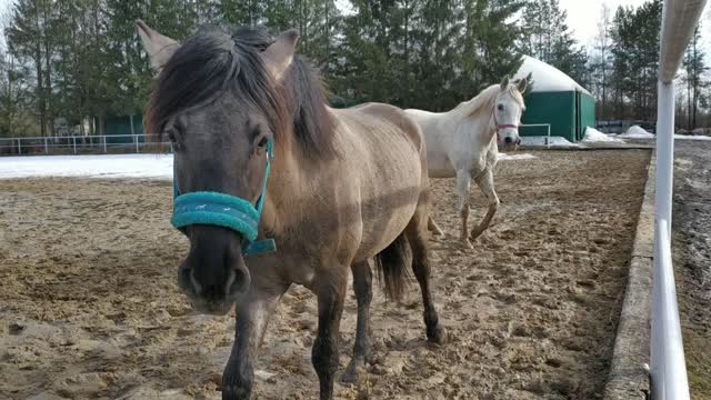 Horses Horse Arabian Funny