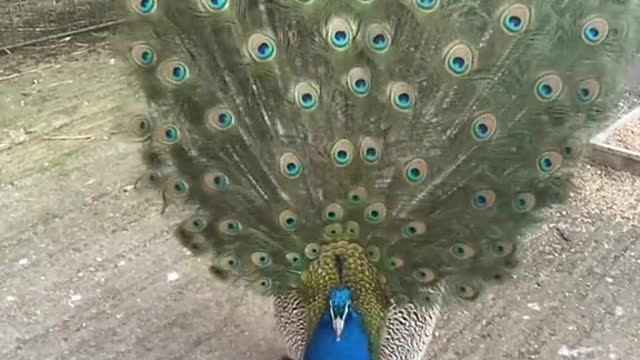 Duran our peacock display in slow motion. part 10 #peacock #peacockdisplay