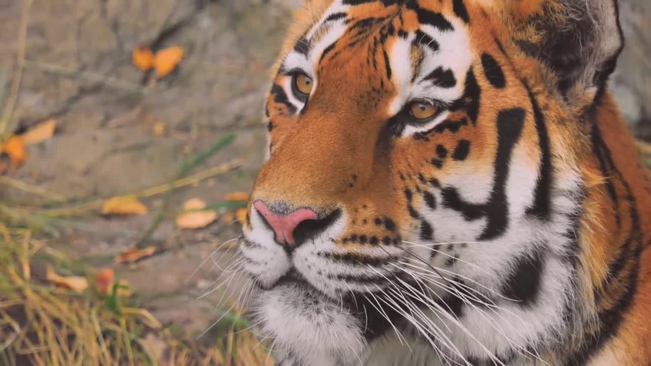 Siberian tiger Close up. The Siberian tiger was also called Amur tiger