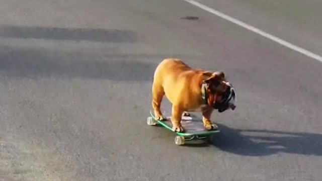 Dog on a skateboard