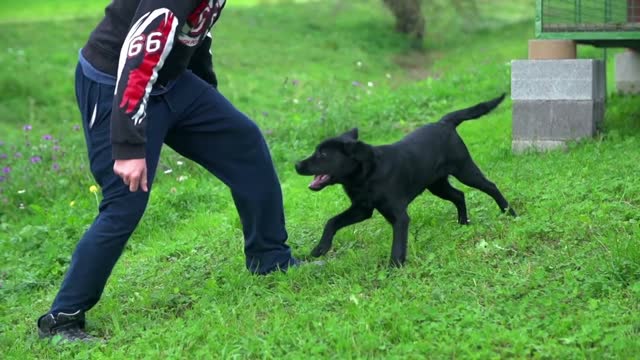 Boy jumping around young puppy in Slow motion