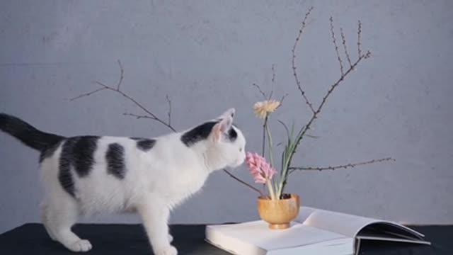 Cute cat in the reception room