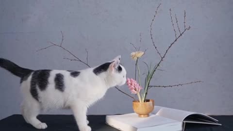 Cute cat in the reception room