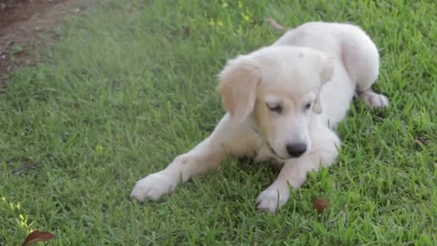 Funniest & Cutest Labrador Puppy Playing Field