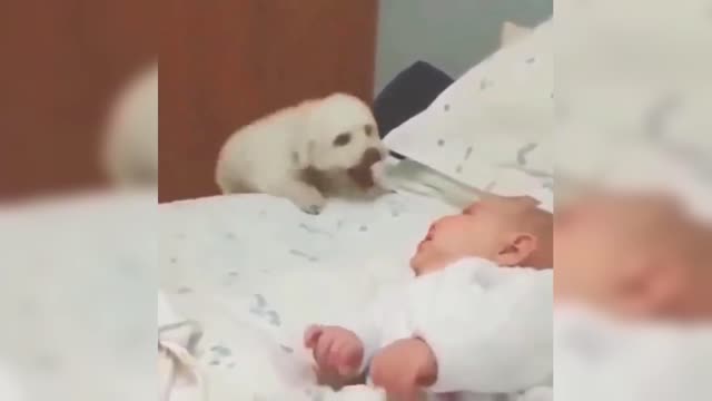 The dog sees the cute baby and keeps jumping around, the baby looks dumbfounded