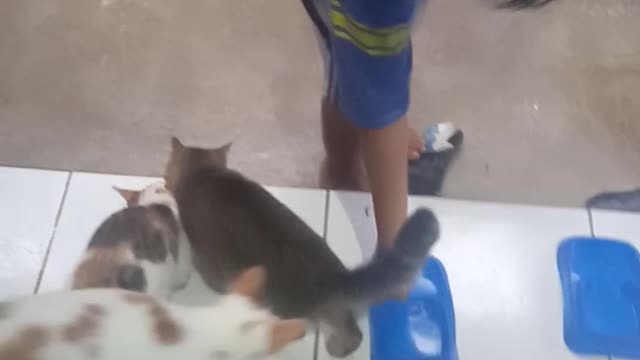 How to Feed a Cat..!?