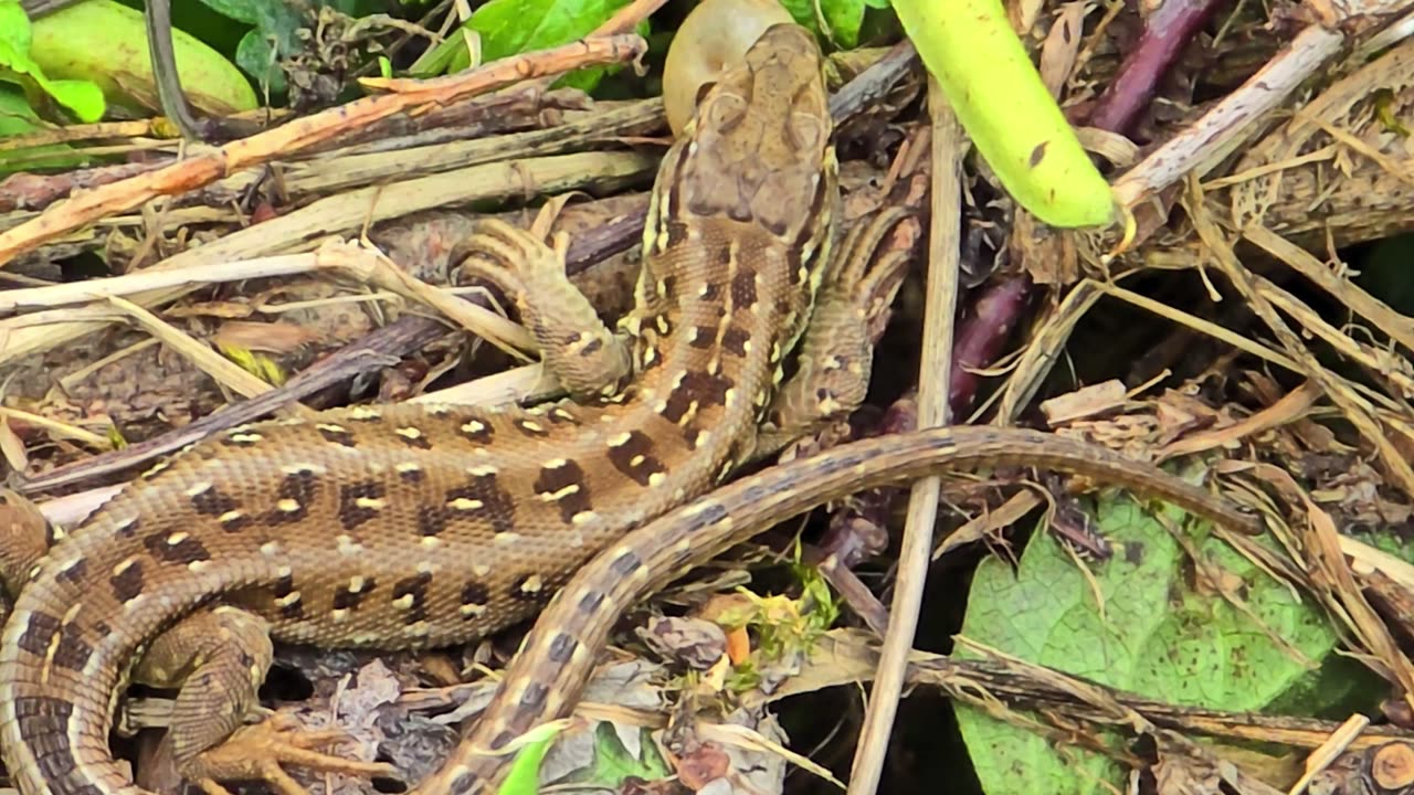 Beautiful lizard lying hidden in the bushes / Lizard close-up.