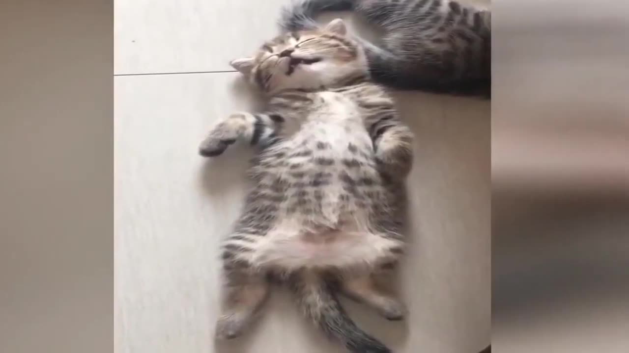 The Funniest Moments of Dogs and Cats - You Won't Believe!