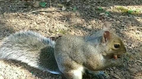 She's cute isn't she 🐿️!?