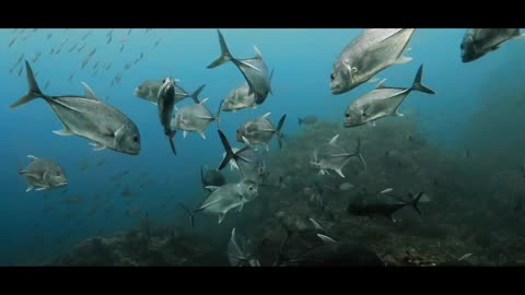 Diving ANDAMAN SEA - Thailand - Underwater Video 4K - BLUE PARADISES